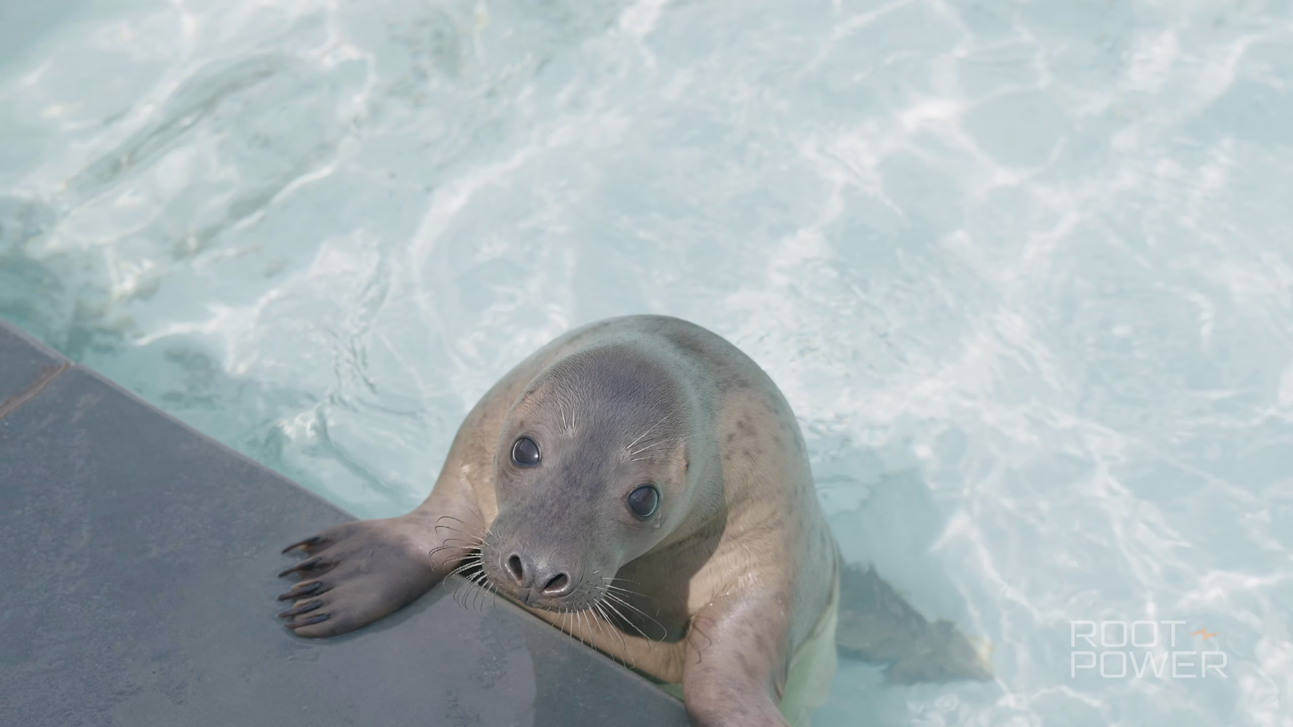 South Essex Wildlife Hospital partnership film commissioned by Root-Power
