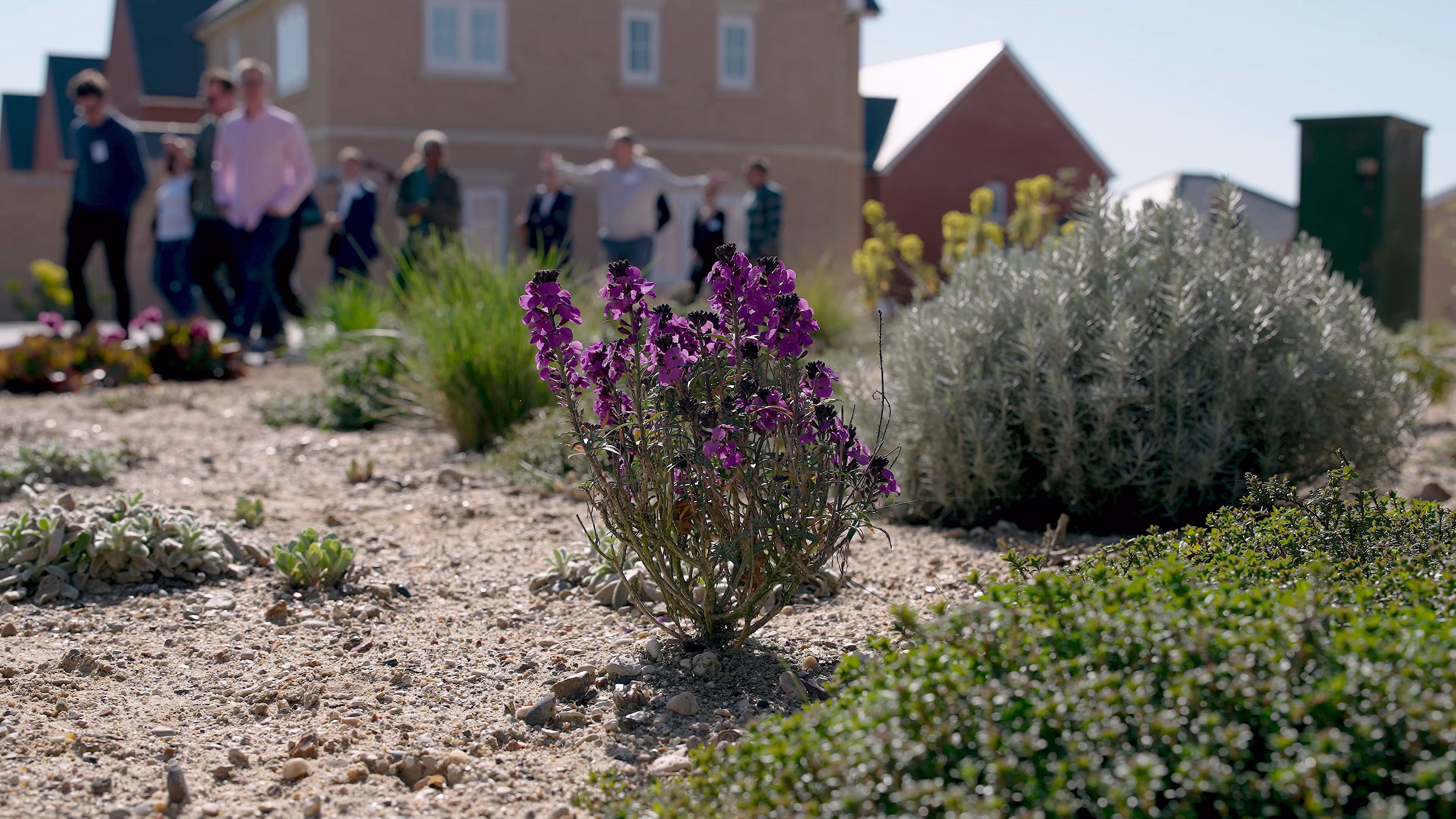 Flowering plants in the foreground of the workshop group’s site visit