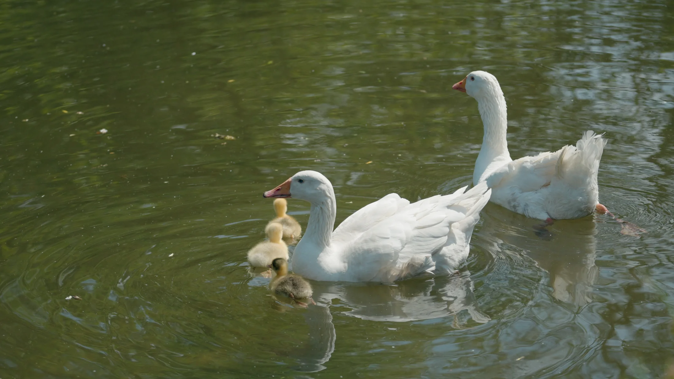 Geese and goslings on the river in Hadleigh — film still