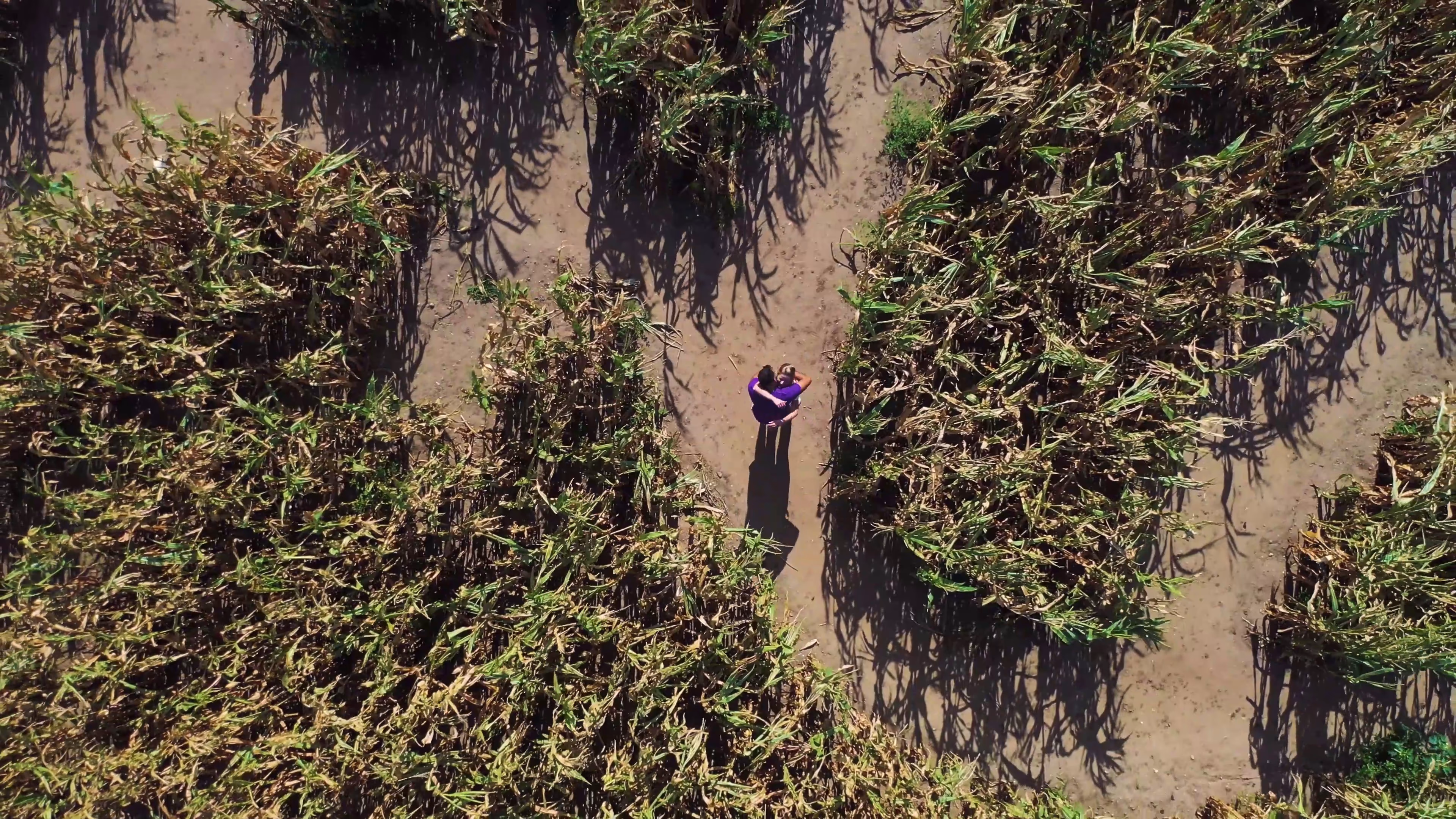 Overhead view of Jake inside the Southwold Maize Maze