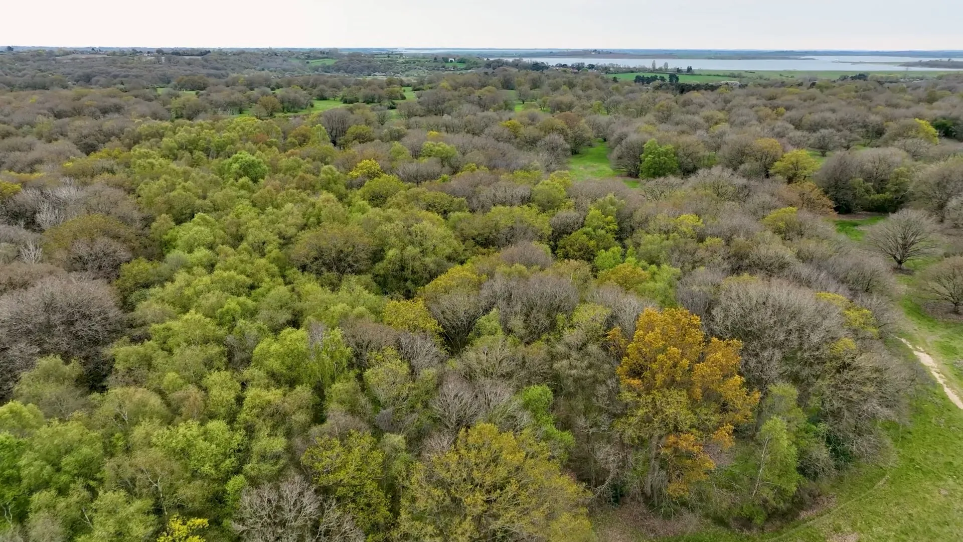 Aerial view of Friday Woods in Colchester