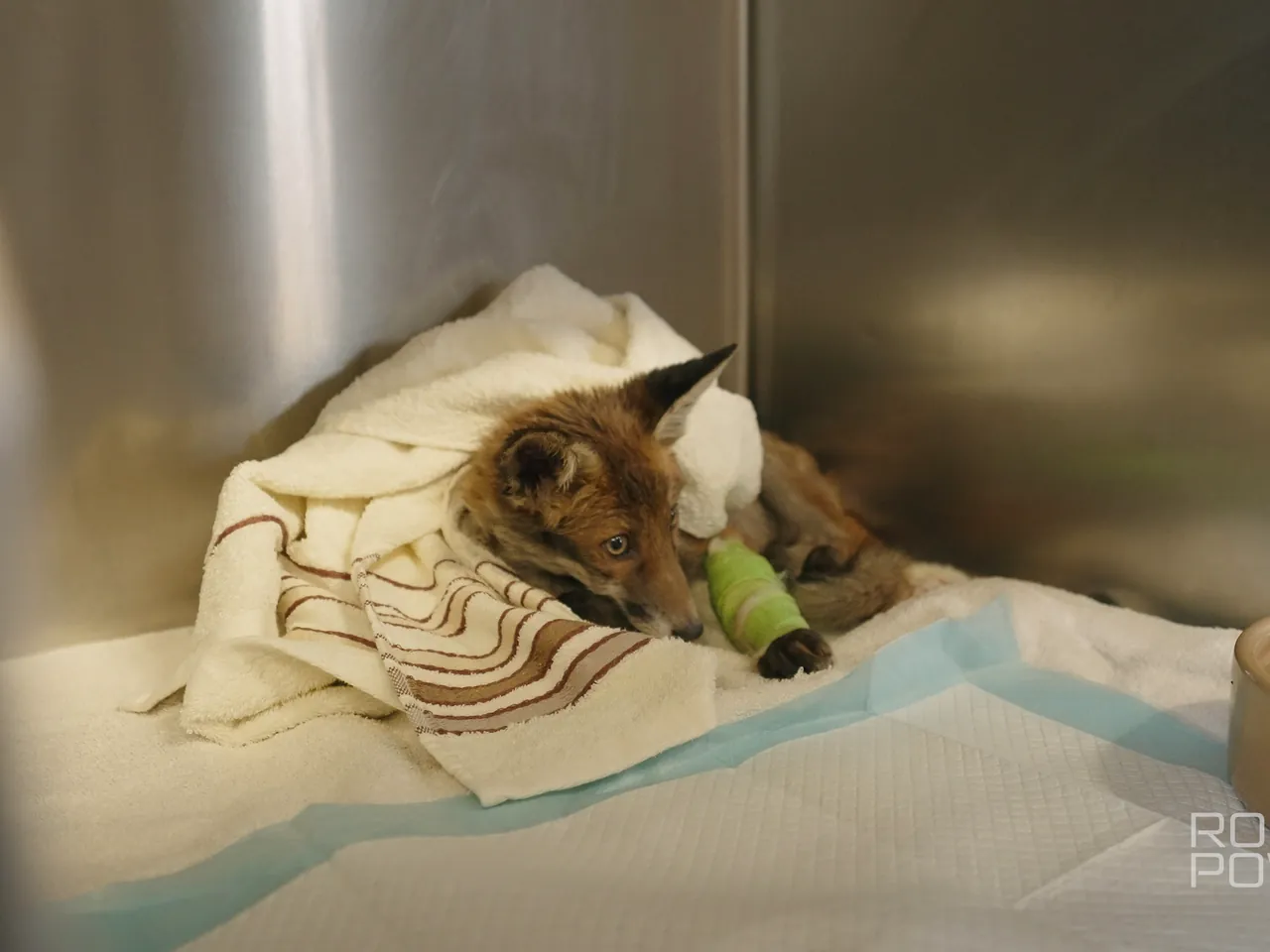 Rescued fox resting under a blanket