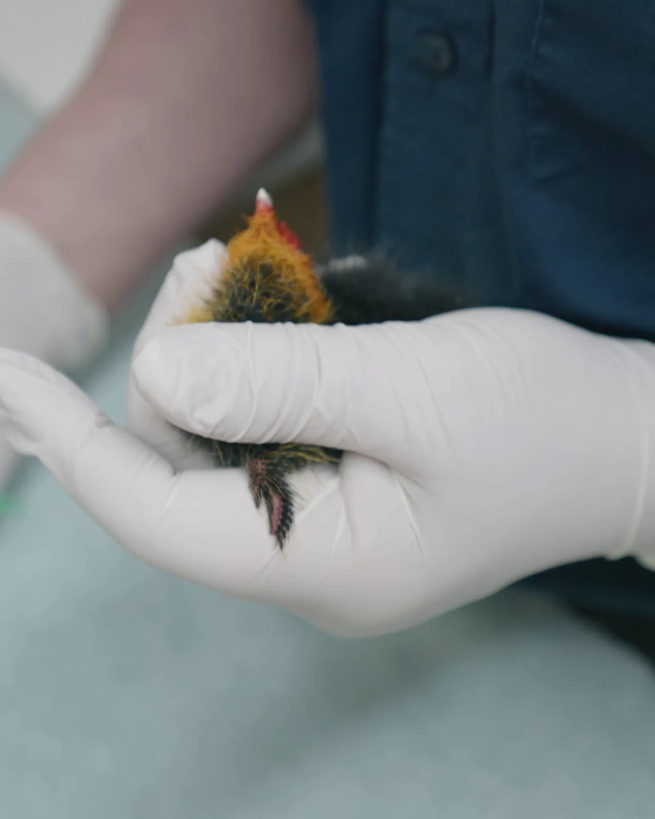 Gloved hands holding a small bird