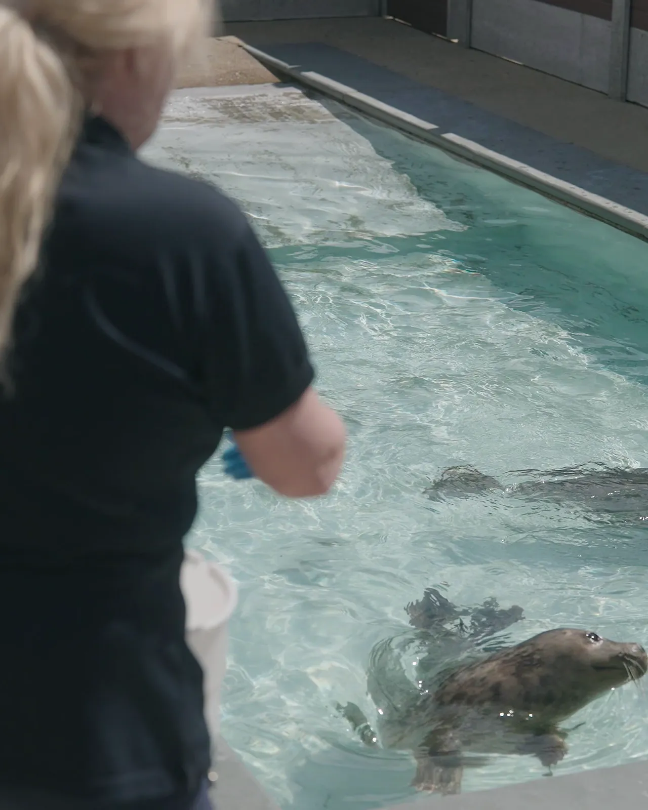 Volunteer beside the seal pool