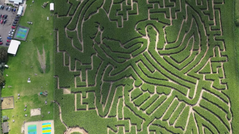 Drone view showing the full Southwold Maize Maze design in Suffolk