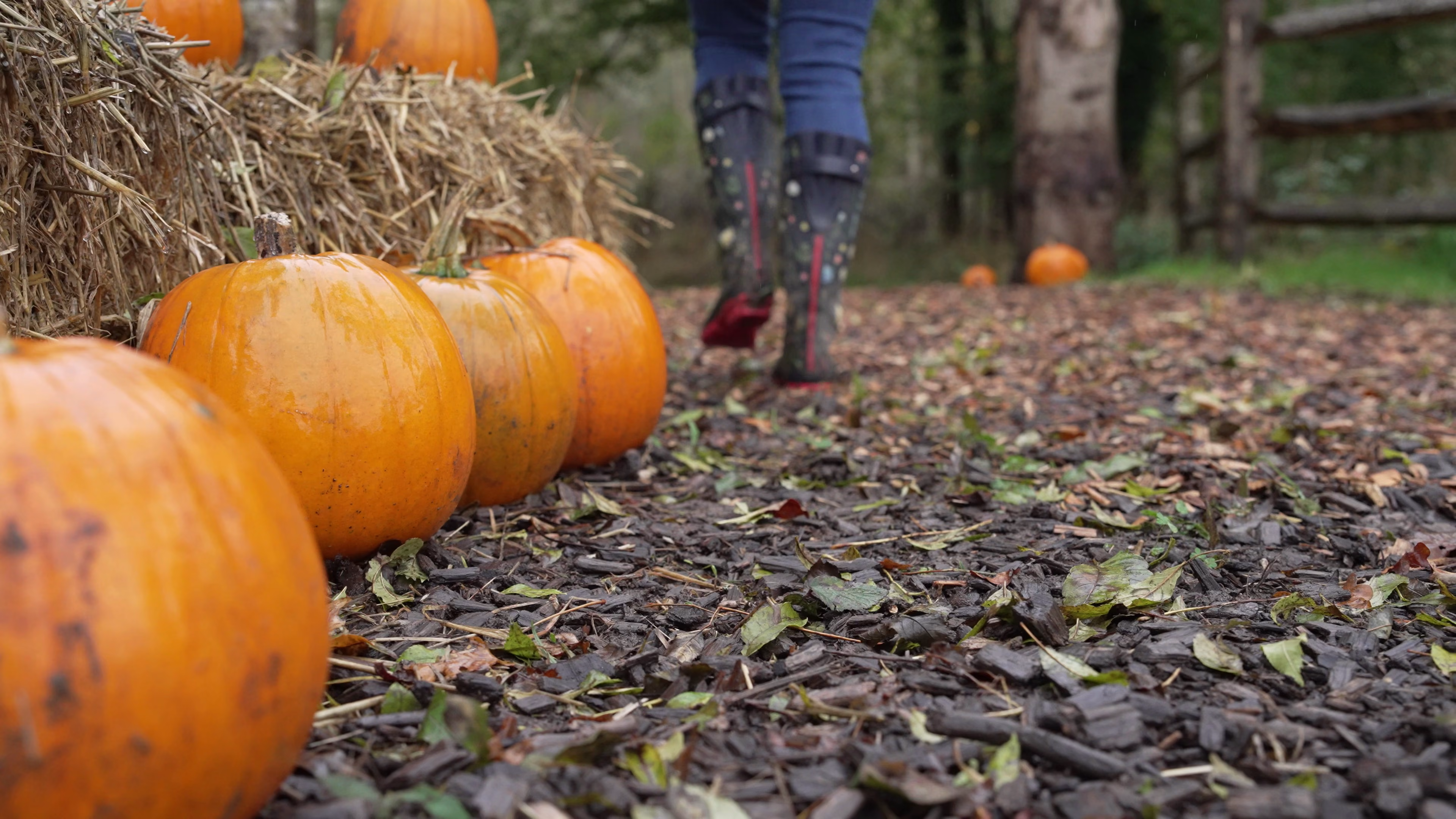 Pumpkins placed beside the autumn woodland trail at Wasing