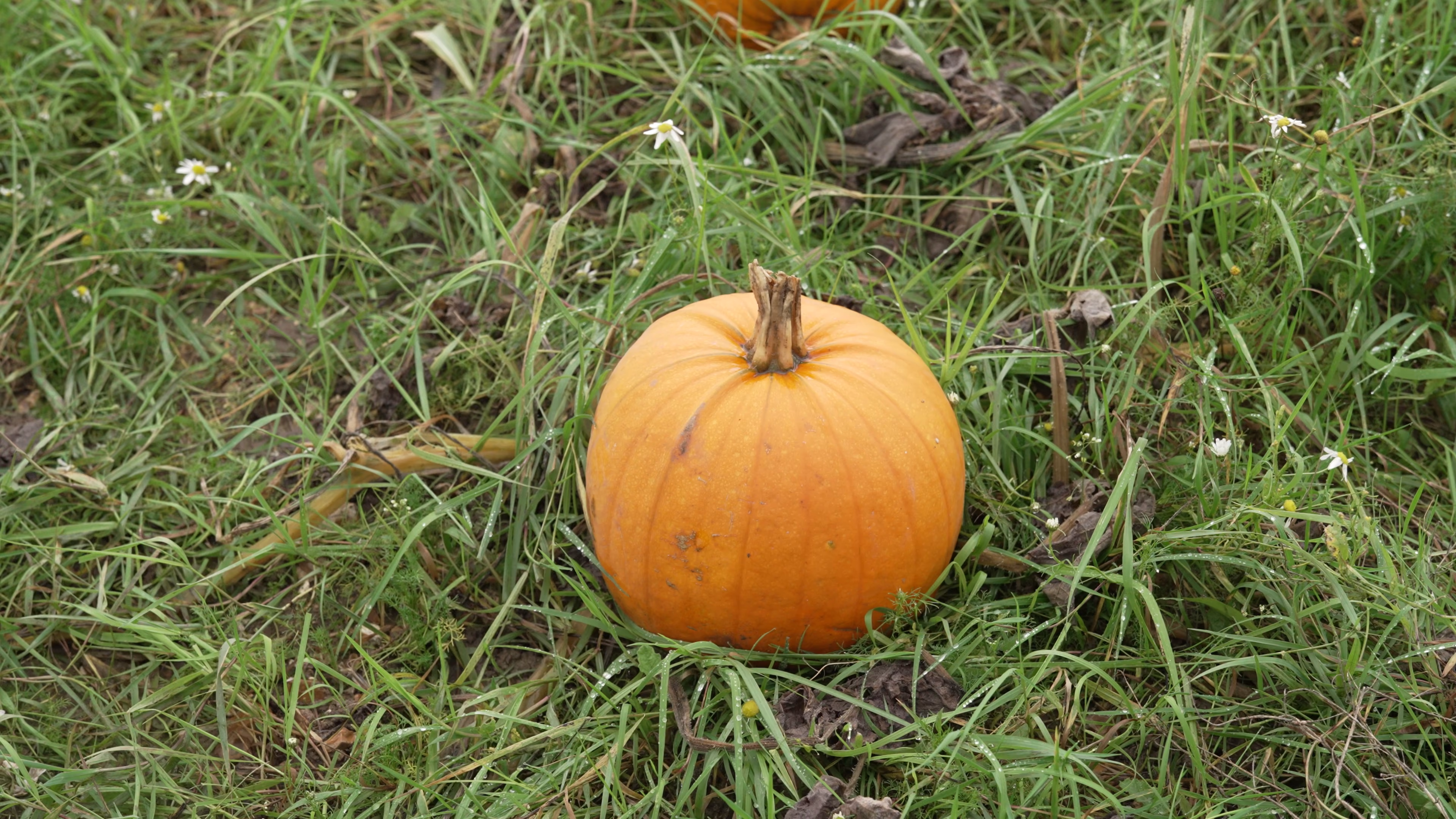 Single orange pumpkin growing in the field at Wasing Estate