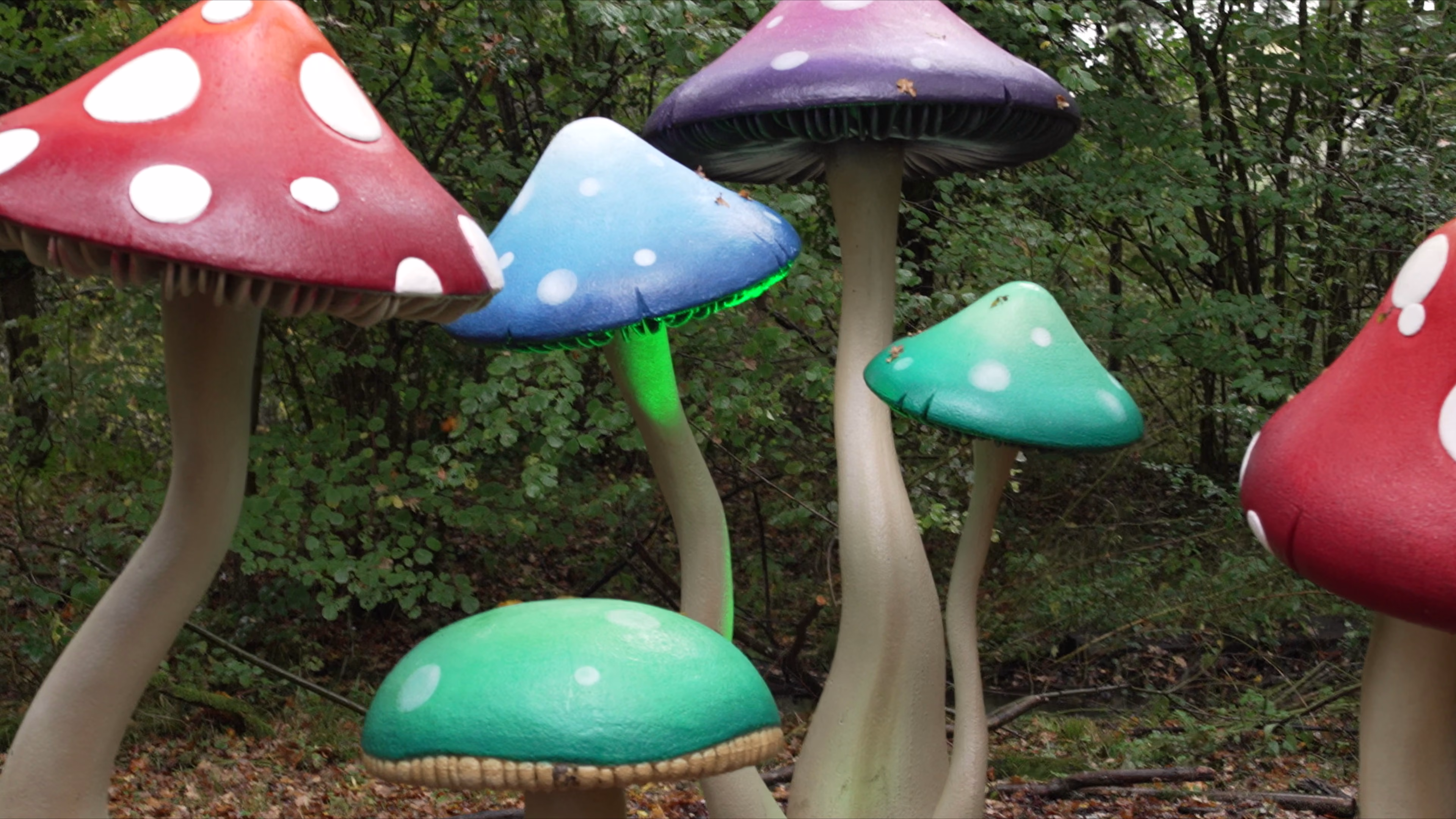 Colourful giant mushrooms among the trees on Wasing woodland trail